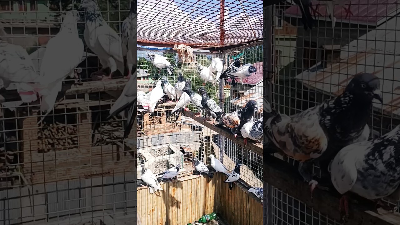 Pigeon Paradise #youtube #viral #shorts #viralvideo #ytshorts #trending #trendingshorts