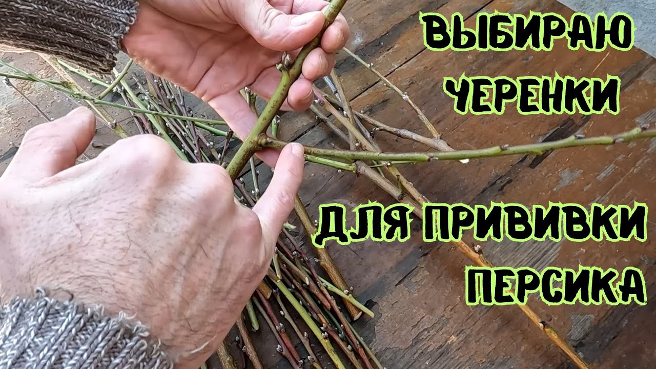 Где я беру черенки для прививки, как отобрать хороший привой персика, зачем прививать деревья дома.