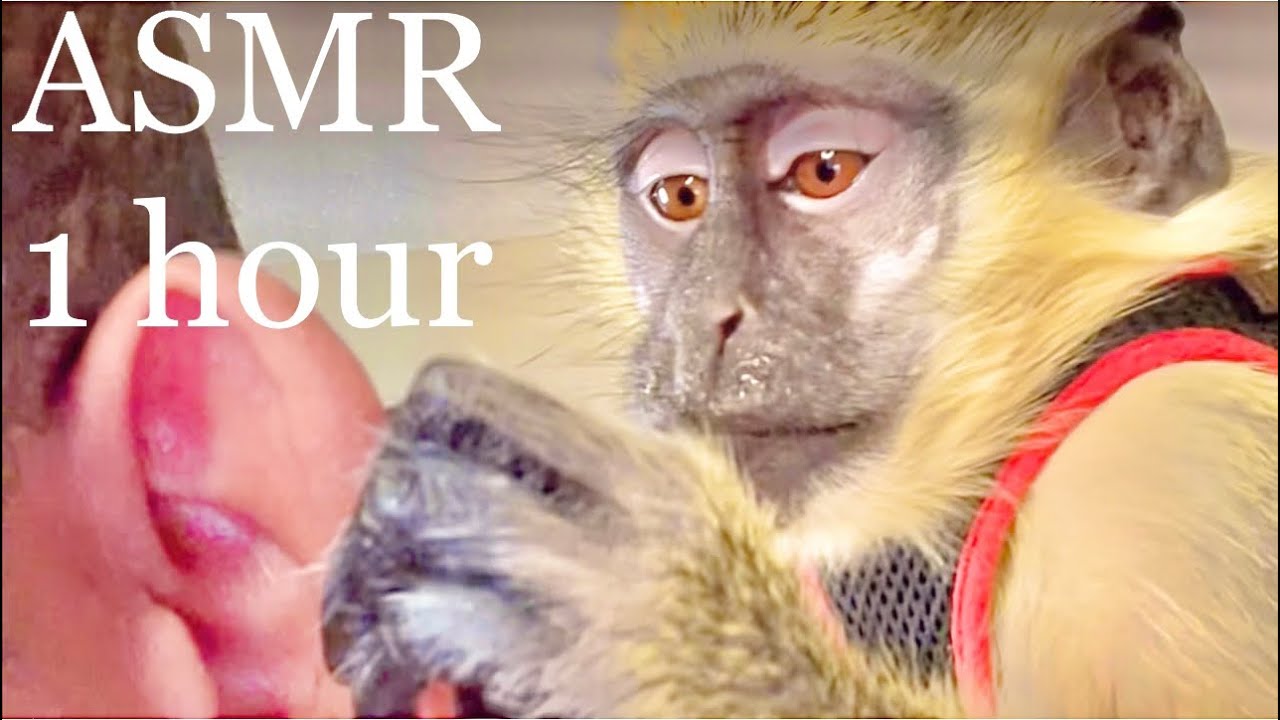 ASMR Monkey |RARE| Grooming Relaxing Sleep Satisfying (Thabo And Ray)