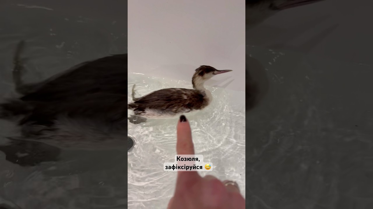 #козюля зафіксіруйся 🤣 #пірникоза #чомга #grebe #rescuebird