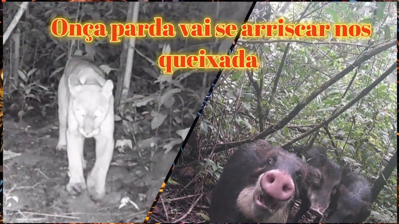 Duas FERA das mata,uma solitária certeira. Outro  em bando é feroz 