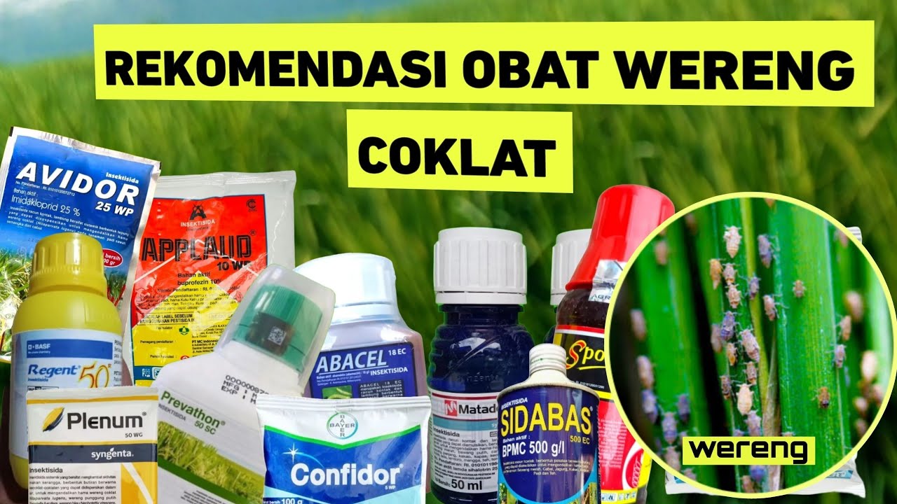 Rekomendasi Obat Wereng Coklat Yang Mudah Didapatkan