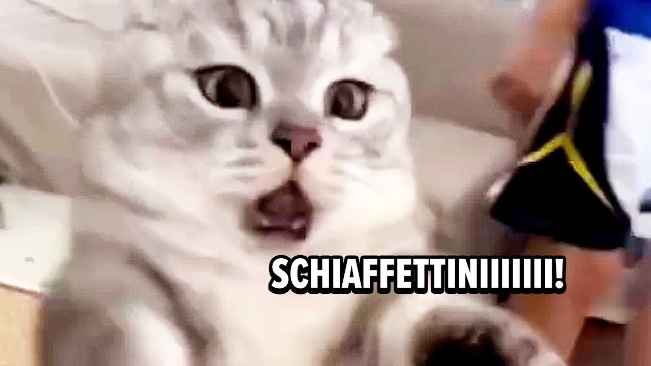 Gatti Doppiati 😹🎤 Ep. 6