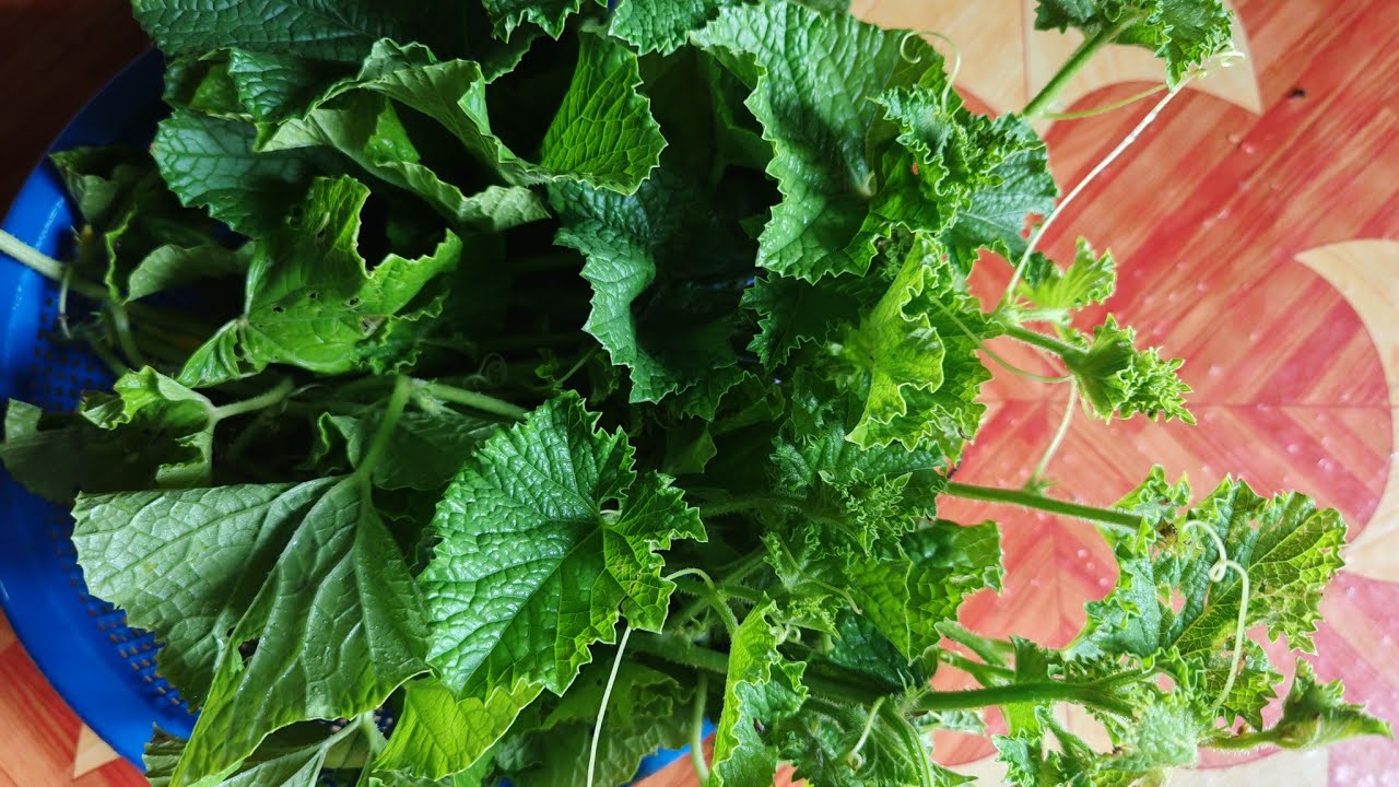 Lauk makan tengahari di pondok kebun // pucuk timun sayur // daun entimun betu //