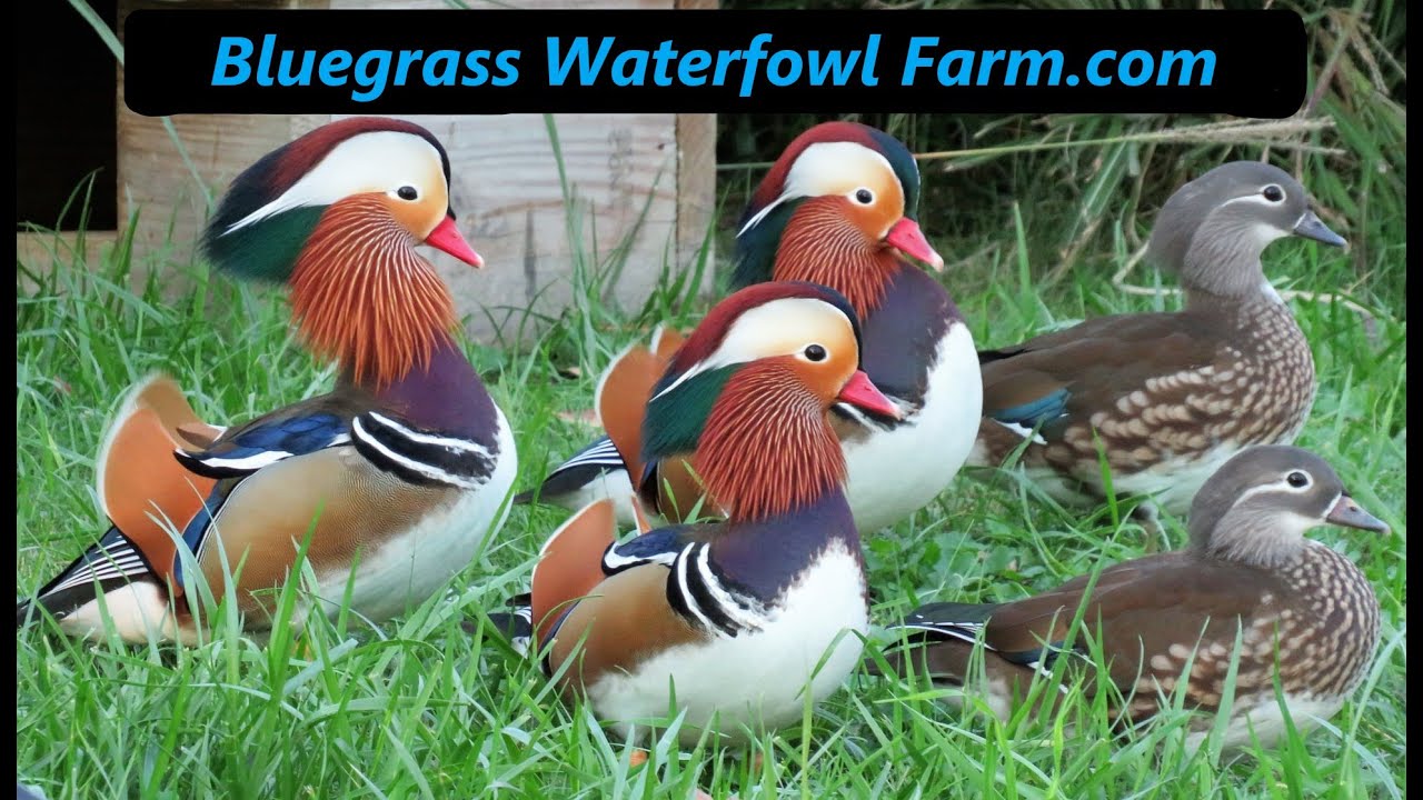 Ringed teal is Laying again & Talking about where you buy your ducks.