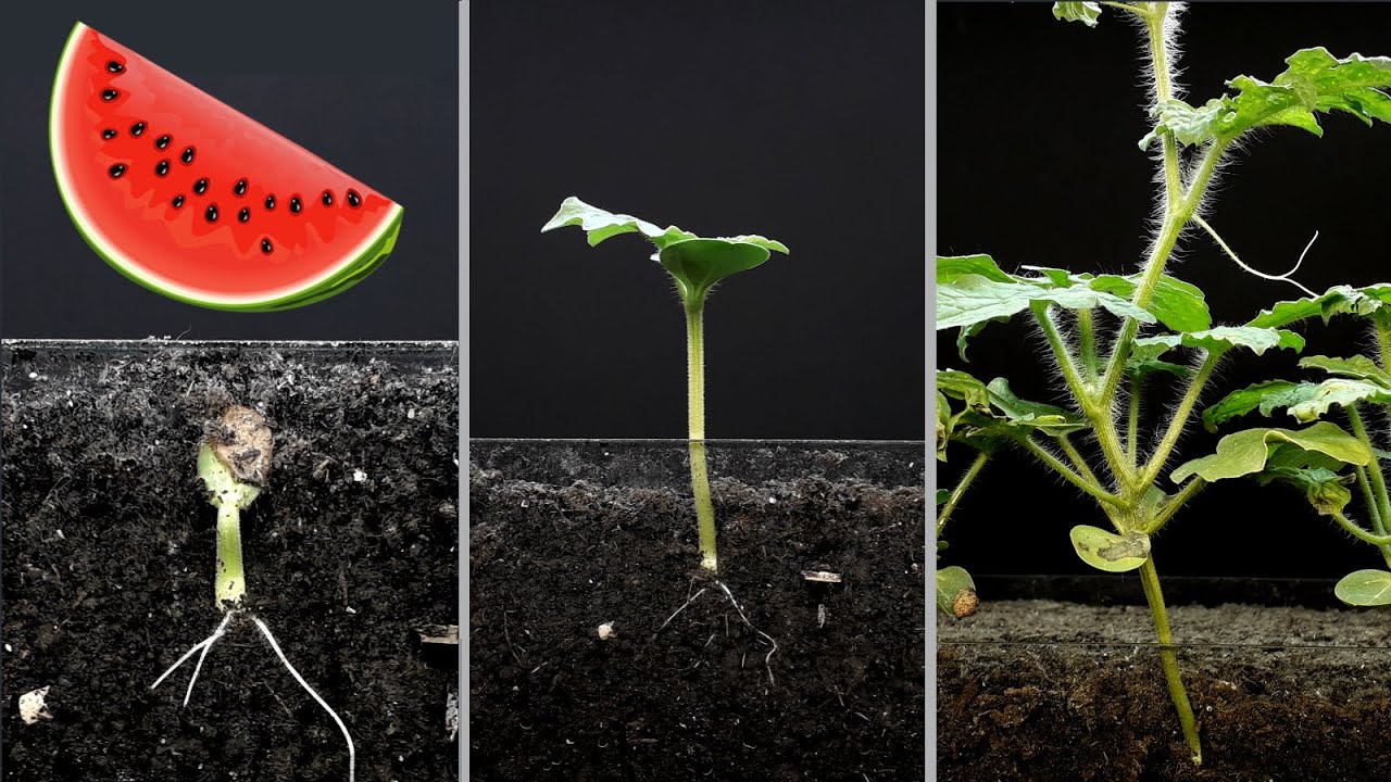 Watermelon time lapse - 24 days - 4k #greentimelapse #gtl #timelapse