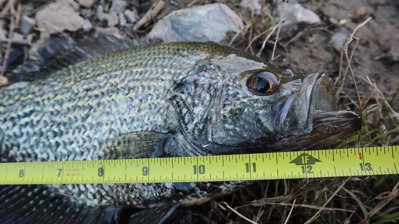 DONT Fish for CRAPPIE  at LAKE KAWEAH without this SWIMBAIT!!!