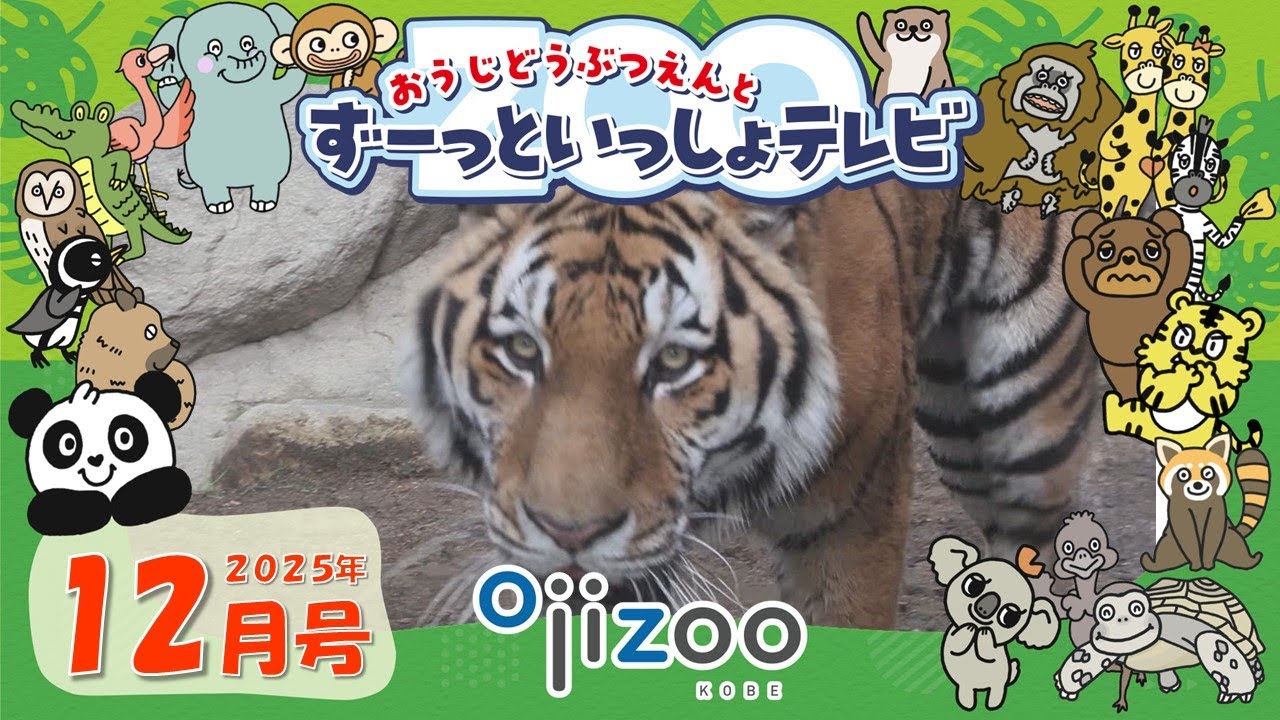 2025年にデビューした動物たち！！【＃33  おうじどうぶつえんとずーっといっしょテレビ】（2025年12月放送）