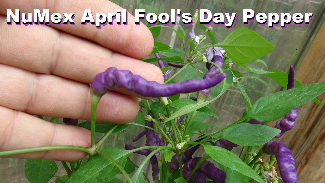 ⟹ NuMex April Fool's Day Pepper | Capsicum annuum | Pod Review