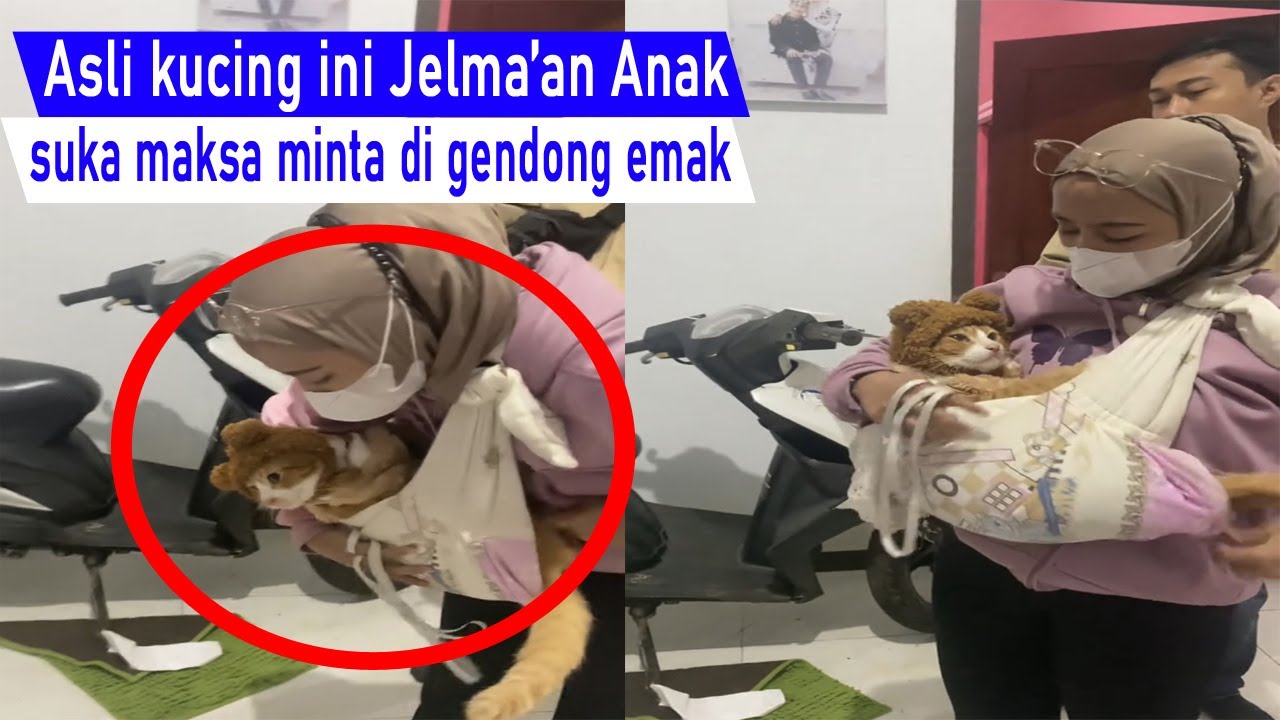 Sumpah demi allah ini Gemes! kucing maksa minta di gendong emak sambil di bedong/kompilasi lucu