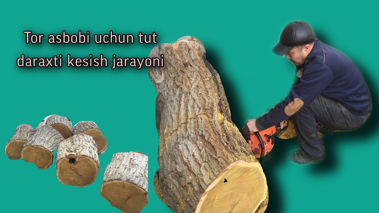 Musiqa asbobi tor uchun tut daraxti kesish jarayoni