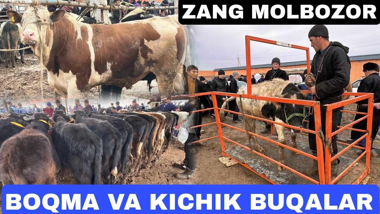 BOQMA VA KICHIK BUQALAR NARXLARI ZANG MOLBOZOR 