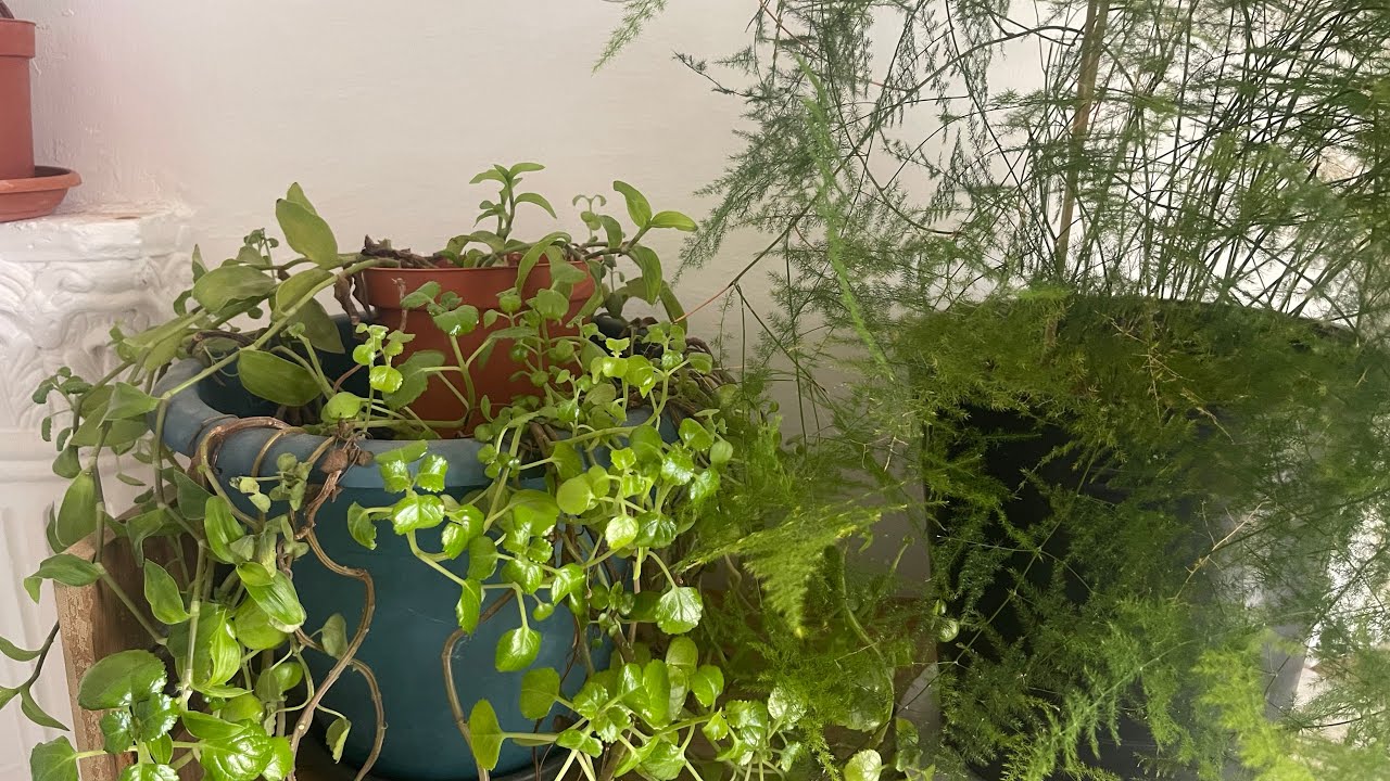 	تجهيزات عزيمة حماتي كاملة وبنتها… ومعاناتي مع نقص مخزون الحديد! 💔�