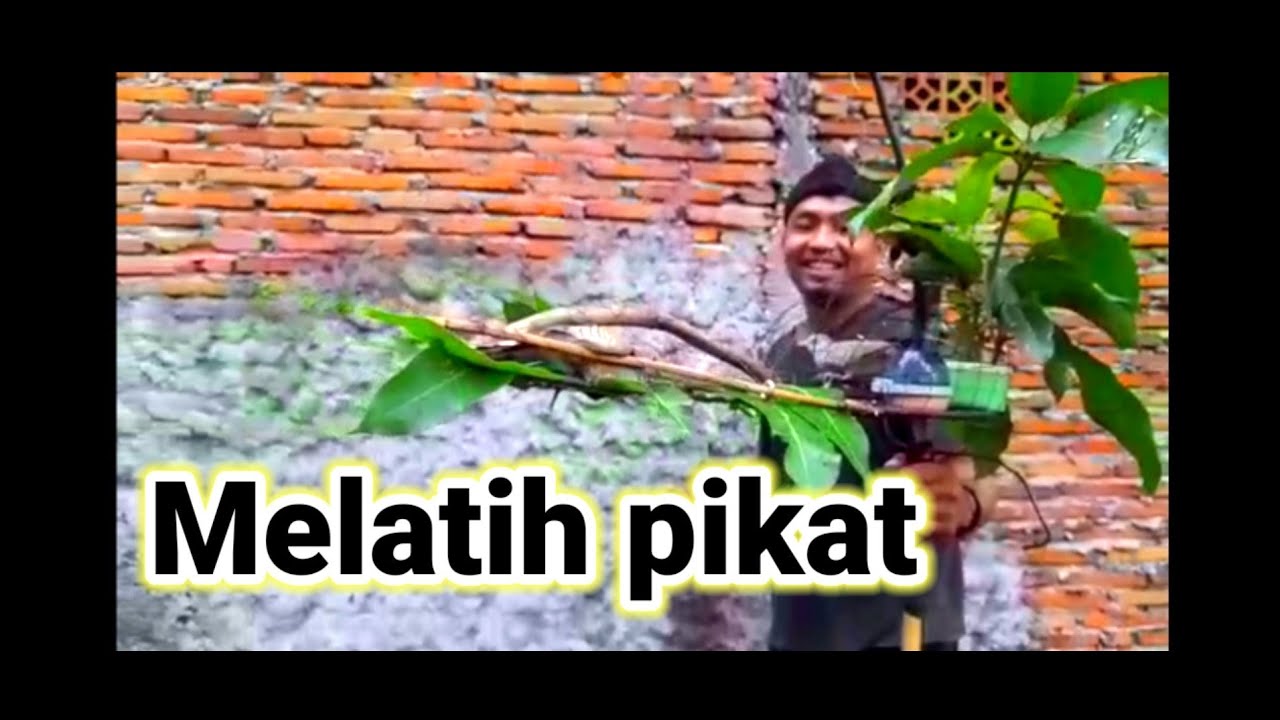 melatih pikat perkutut 