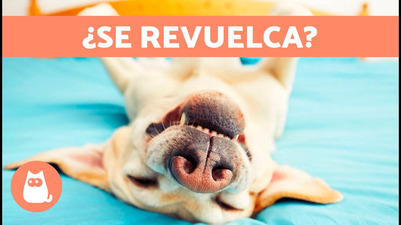 ¿Por qué mi PERRO se REVUELCA en la CAMA? 🐶🛏️ (5 Razones)