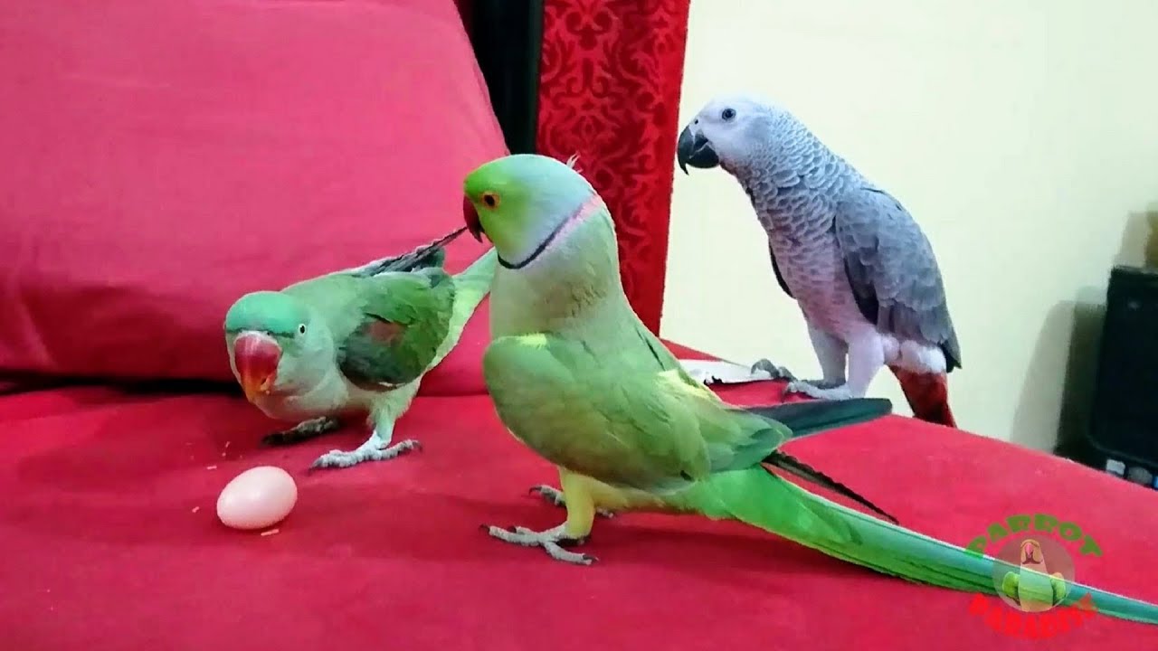 Funny Parrot Videos Compilation