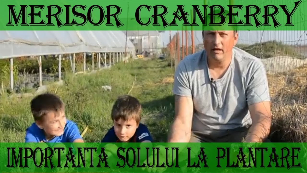 Asa se planteaza corect Merisorul - MARIN CONSTANTIN