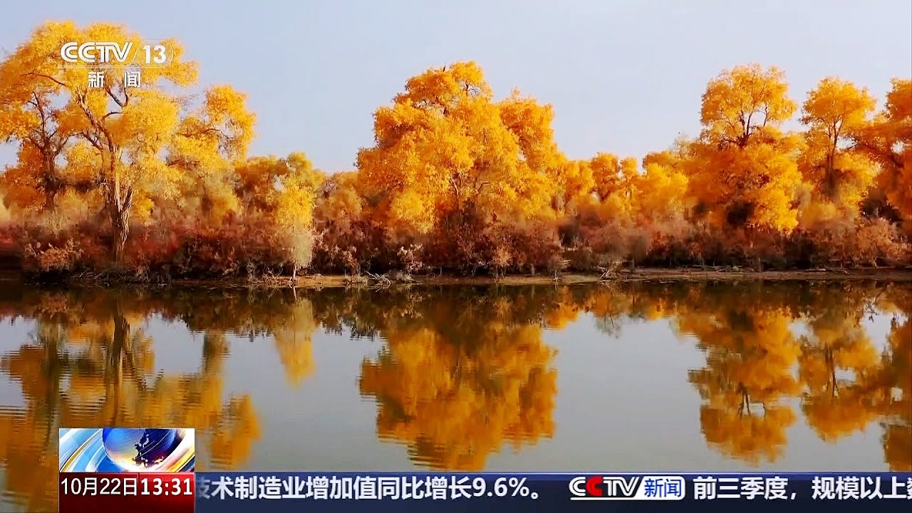 大漠风骨 生态胡杨 新疆 破译胡杨生命密码 锁住万里黄沙