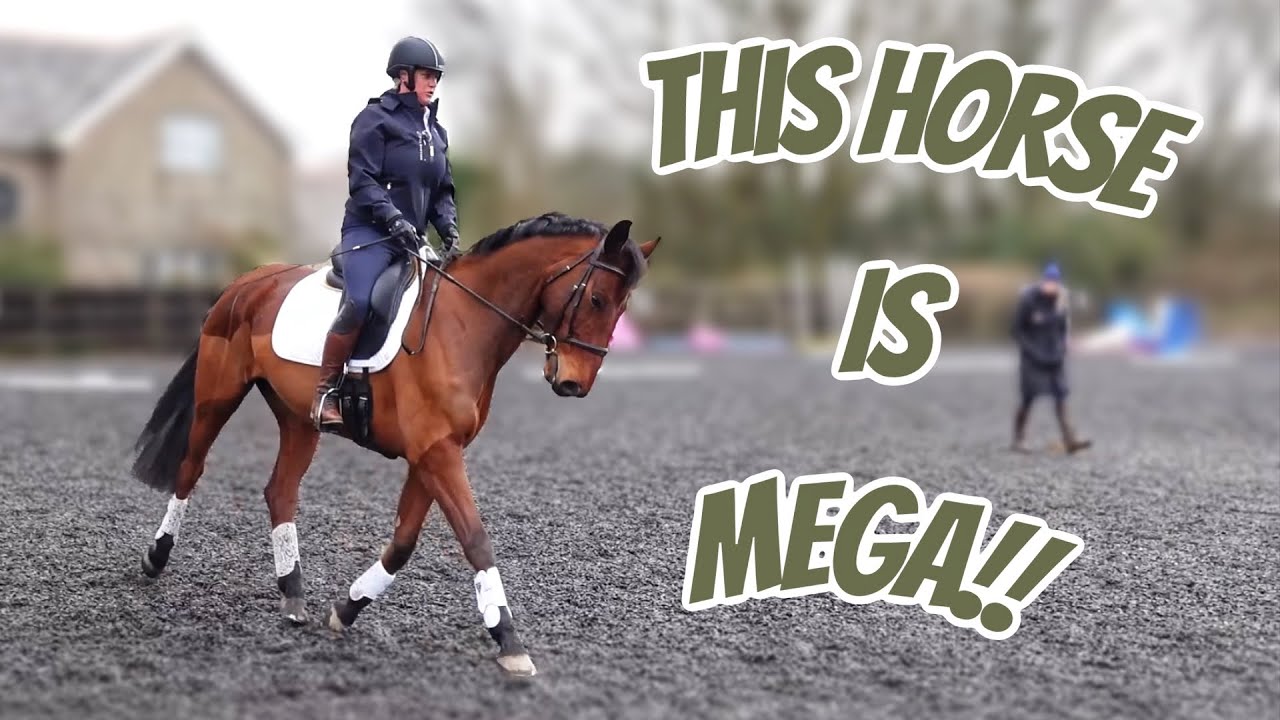 HE IS MEGA!! First Proper Dressage Lesson On Enzo