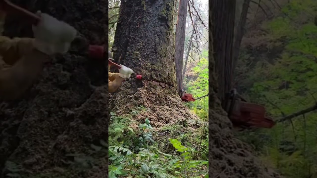 Precision at its finest! Watch skill meet power #wood #MasterfulLogging