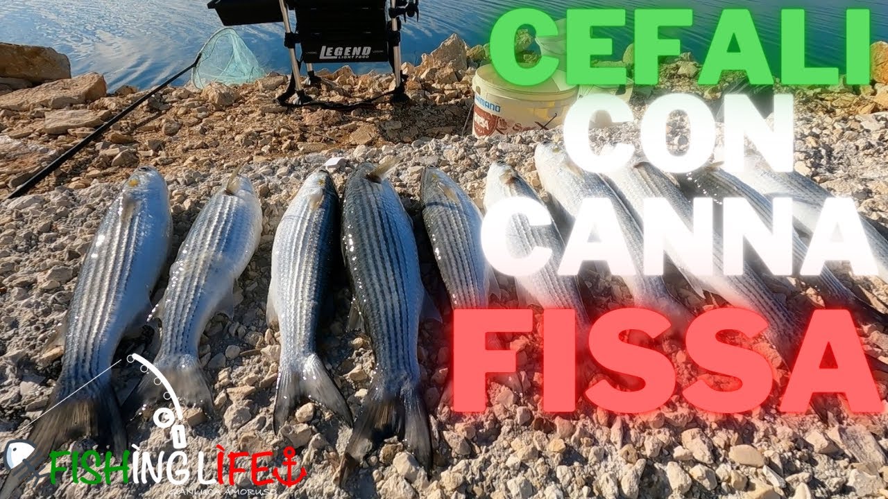 PESCA AL CEFALO CON CANNA FISSA