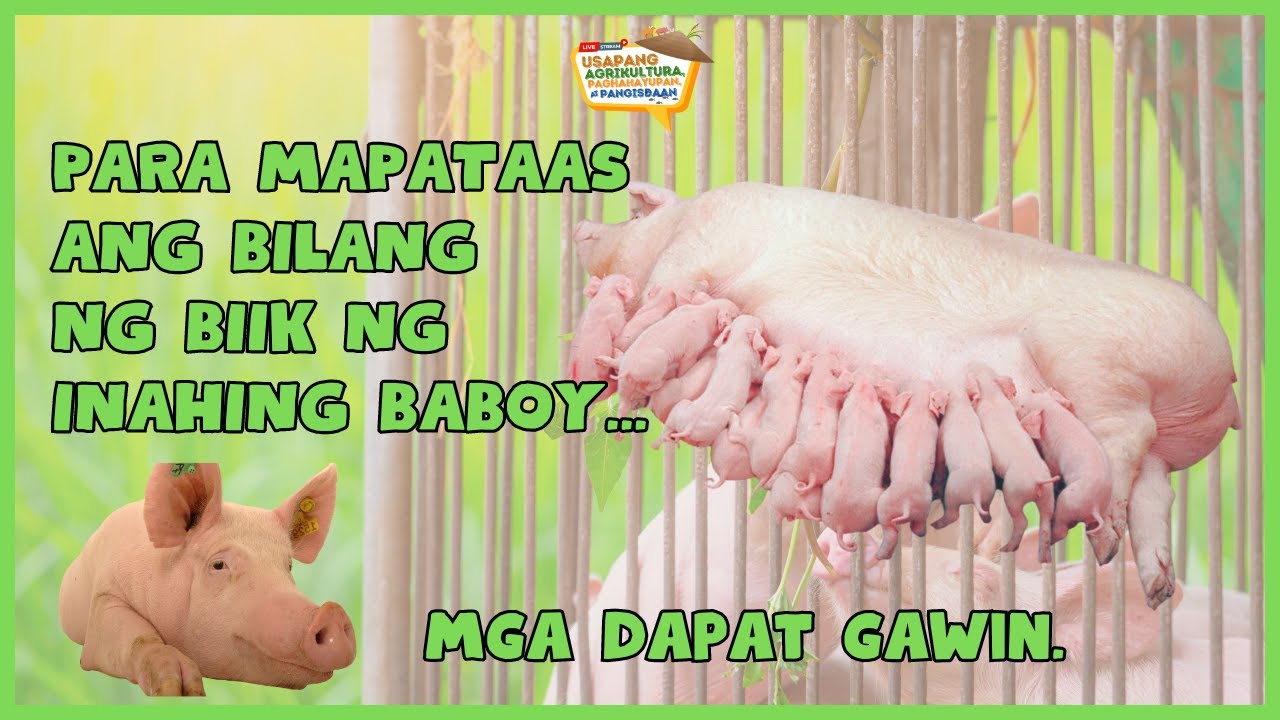 Para Mapataas ang Bilang ng Biik ng Inahing Baboy...Mga Dapat Gawin.
