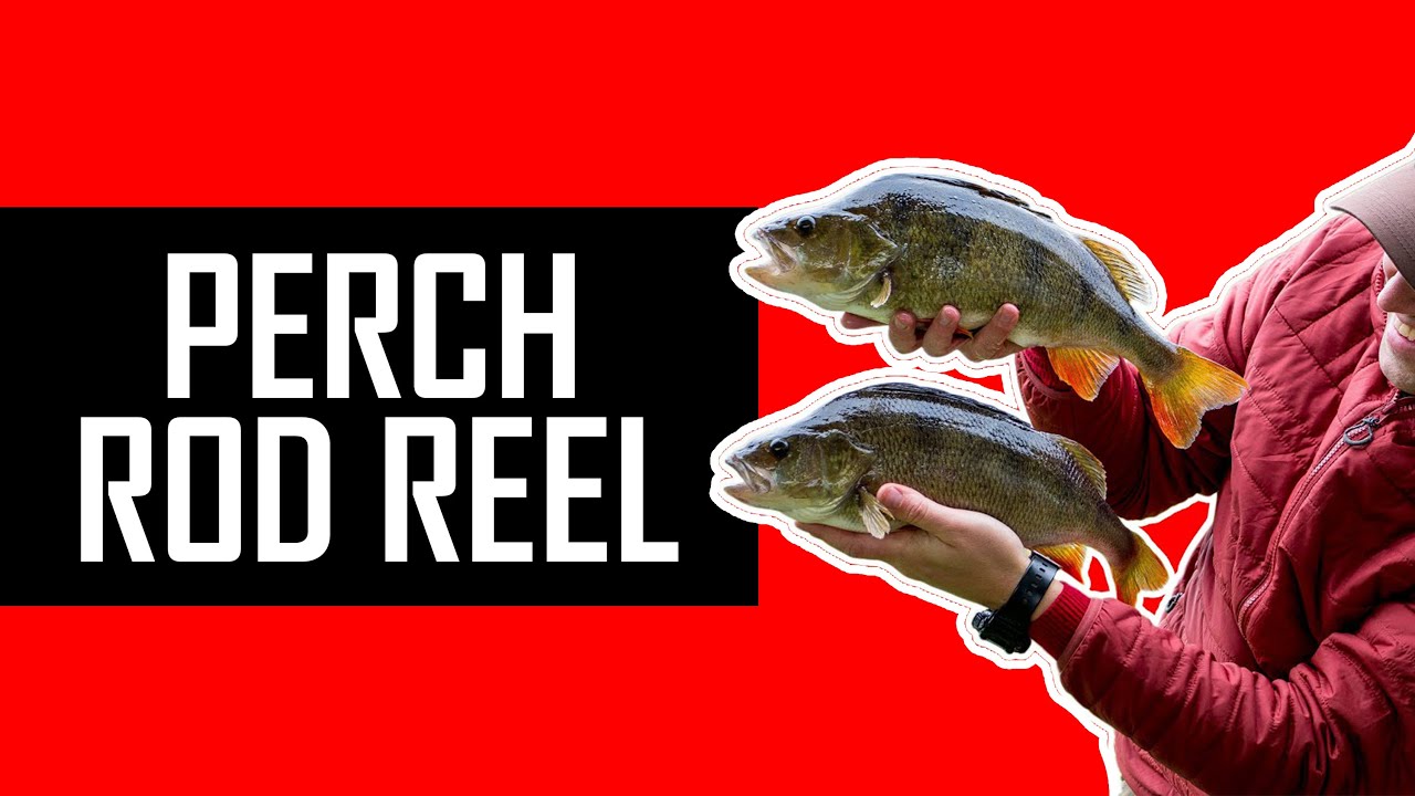 RODS and REELS for BIG PERCH | Part 2 | 100 BIG PERCH CHALLENGE