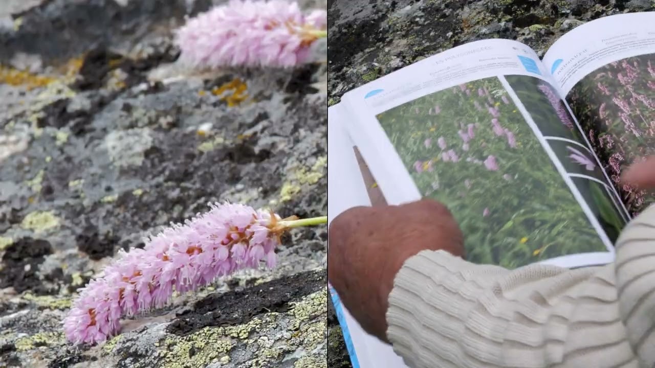 Identifier une plante avec la Flore des bonnes herbes   avec Gérard Ducerf