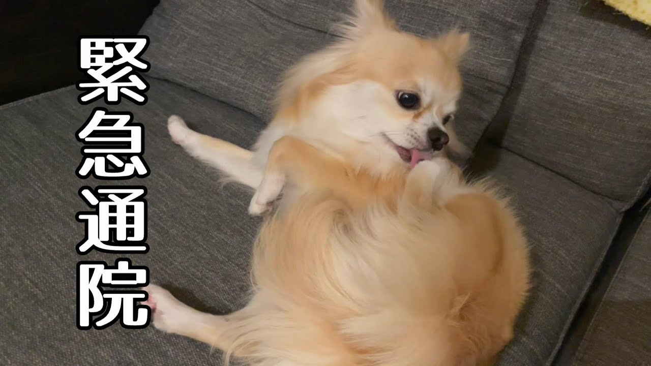 足回りが気になる子犬チワワ