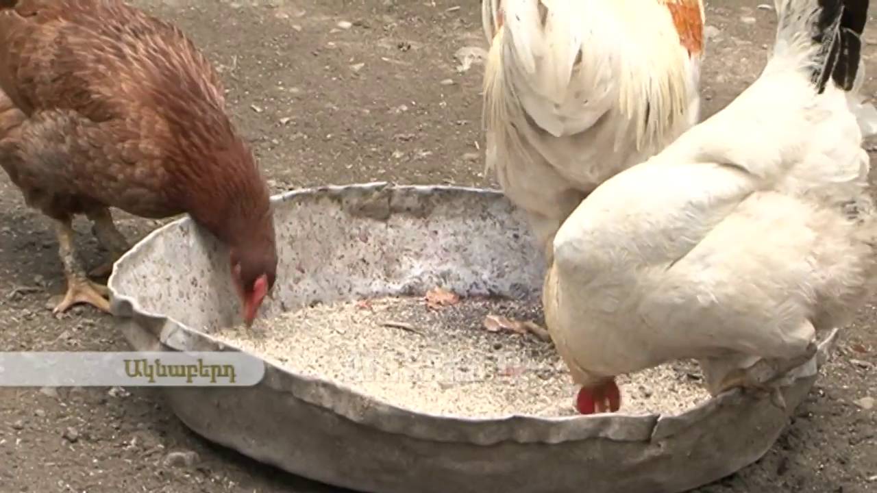 ՄԵՐ ՇԵՆԸ ՛՛ԱԿՆԱԲԵՐԴ՛՛,ՇԱՀՈՒՄՅԱՆԻ ՇՐՋԱՆ 10.06.2016