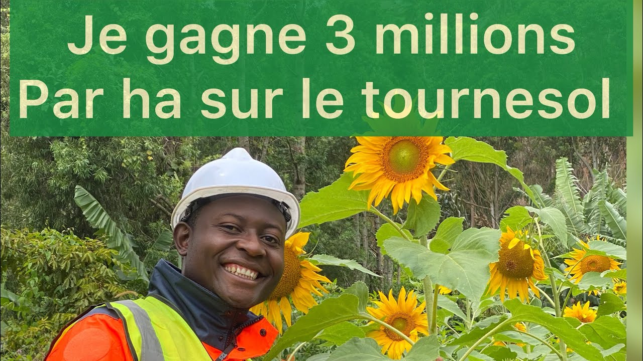 COMPTE D'EXPLOITATION DU TOURNESOL SUR 1 HECTARE