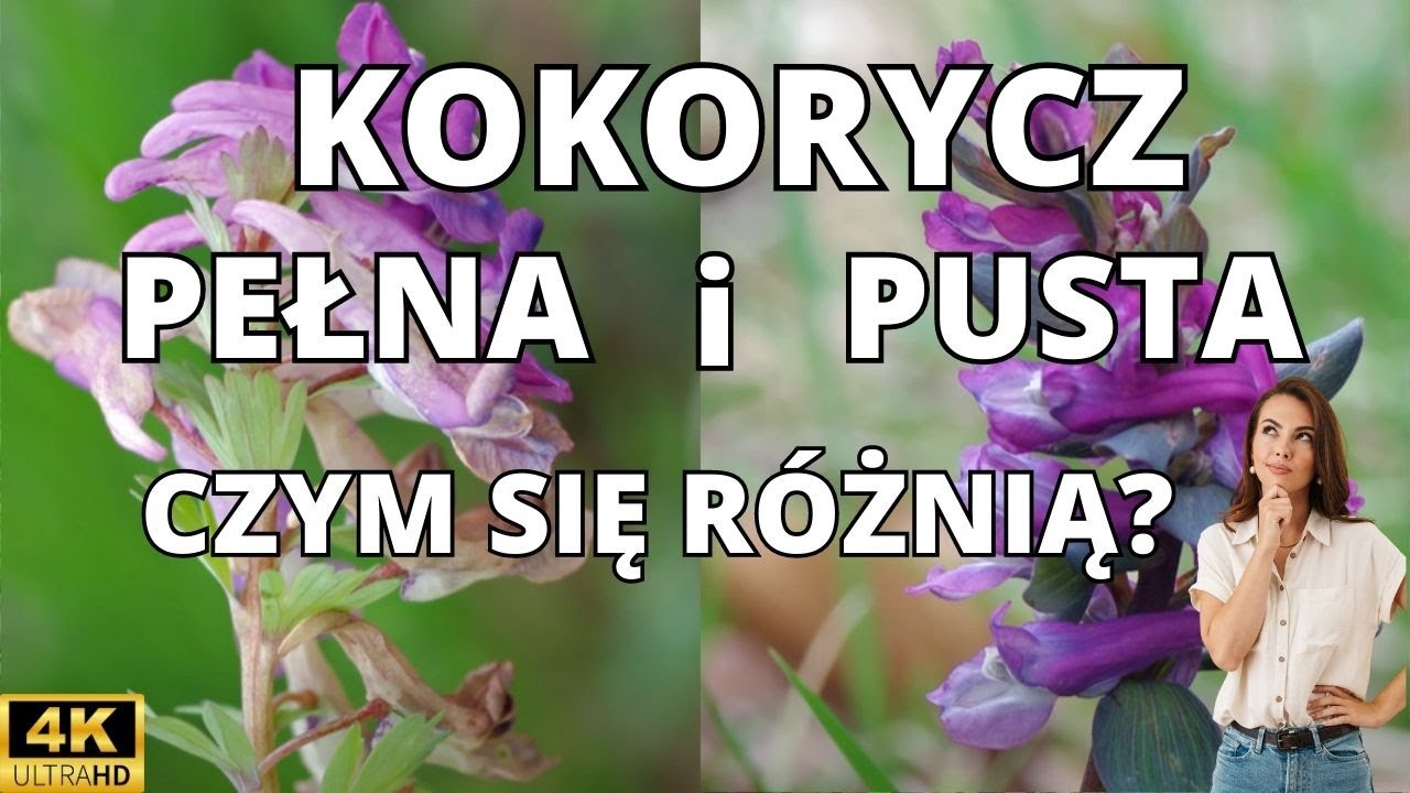 Kokorycz Pełna (Corydalis solida) i Kokorycz Pusta (Corydalis cava) - czym się r&oacute;żnią, gdzie rosną?