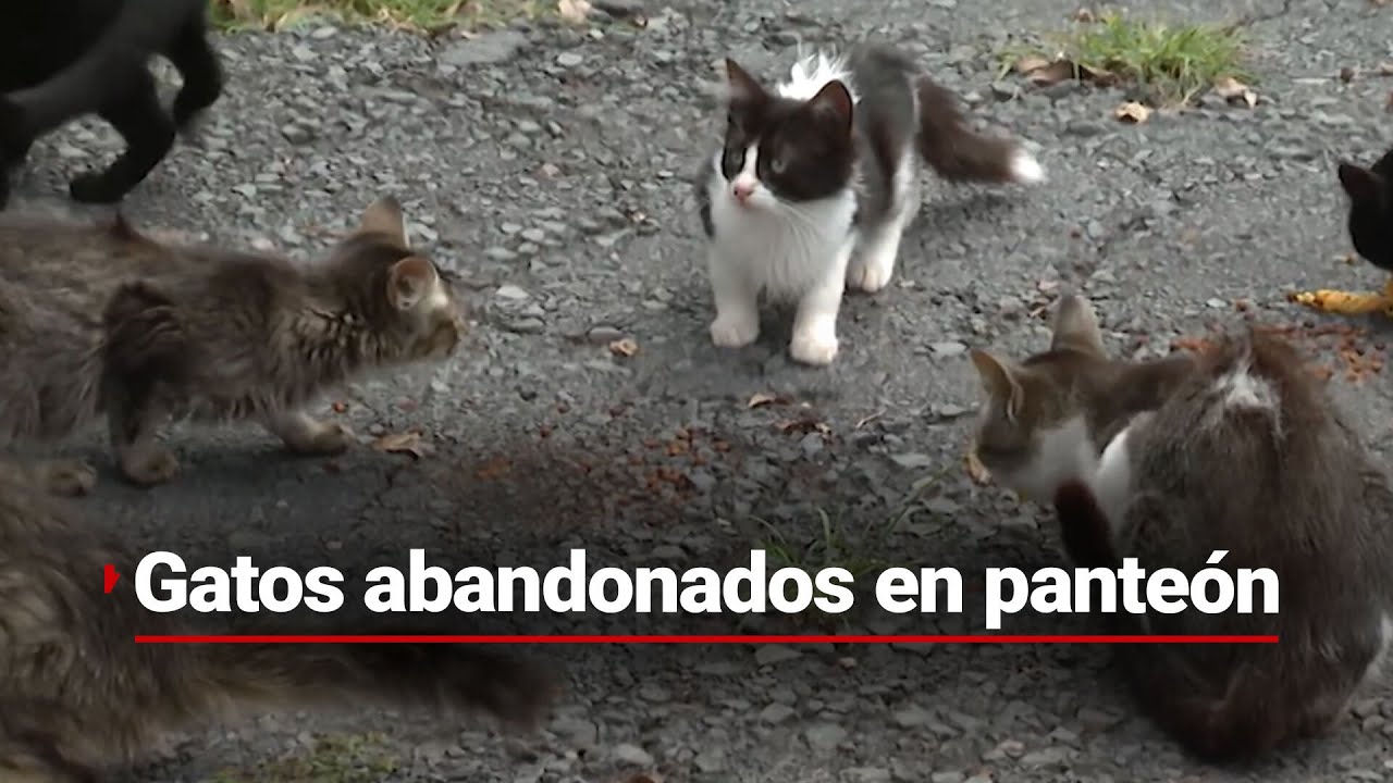 GATOS DESAMPARADOS EN PANTEÓN | En Puebla dejan a 