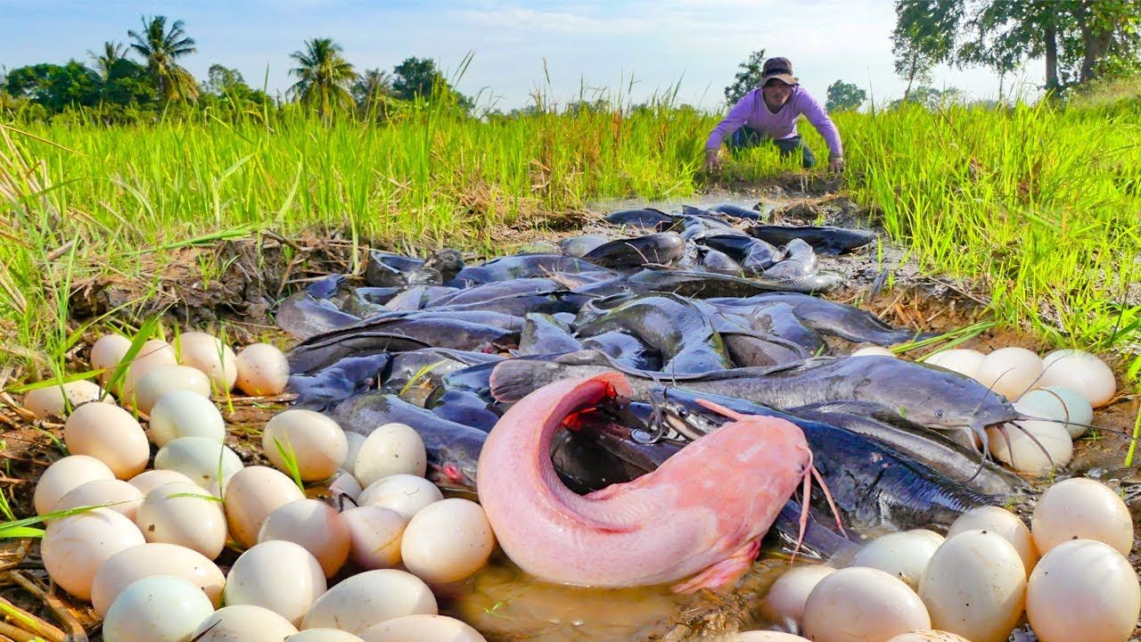 Catching Giant Catfish and Duck Eggs by Hand in a Dry Rice Field