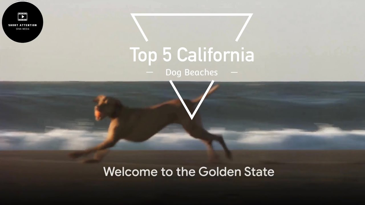 Top 5 Dog Beaches in California