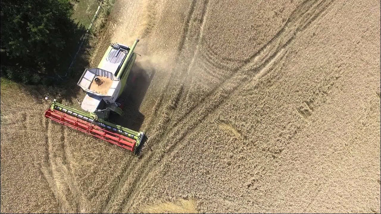 Racibórz-Ocice [Buszujący w zbożu] [1/2]
