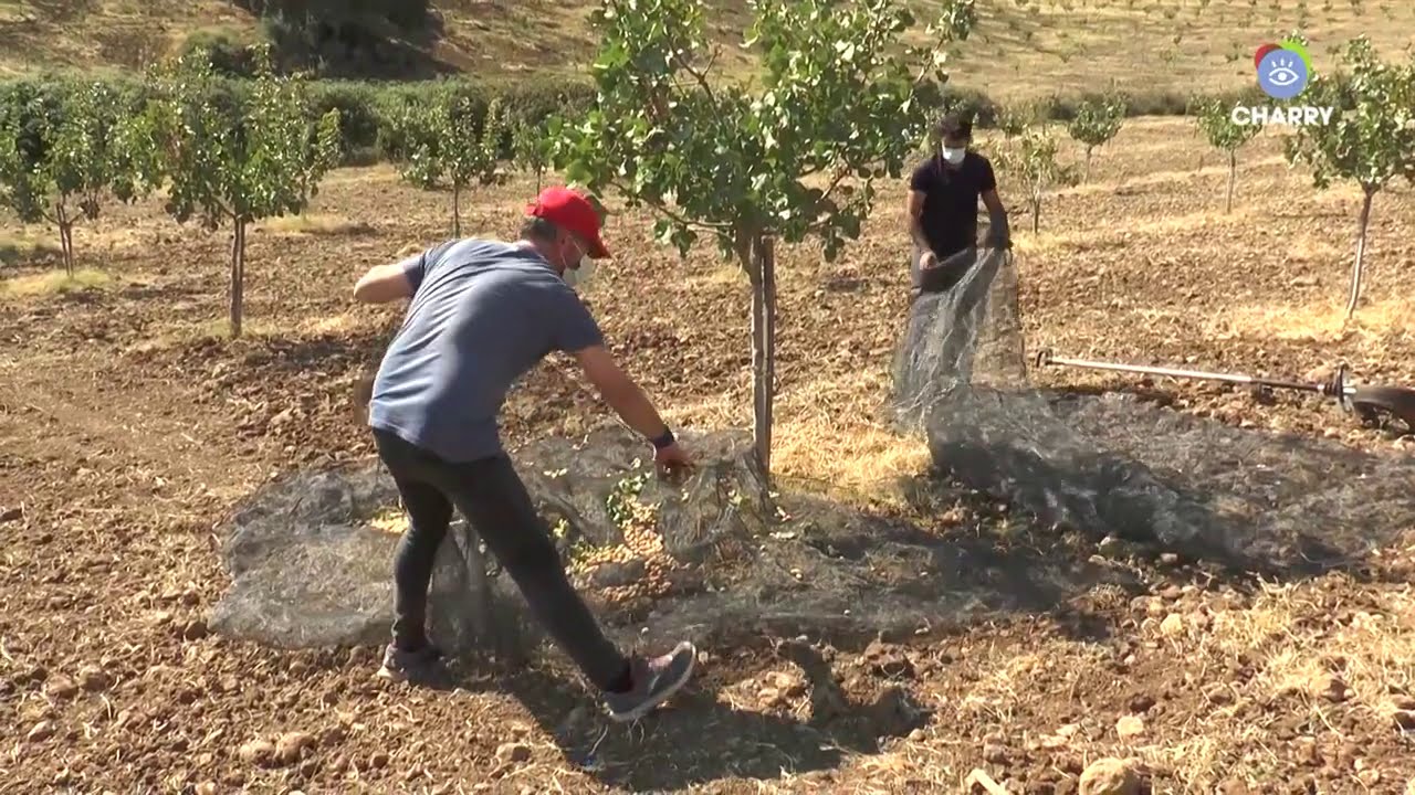 Ronda Pistachos, una empresa pionera en la producción de pistachos en la Serranía de Ronda