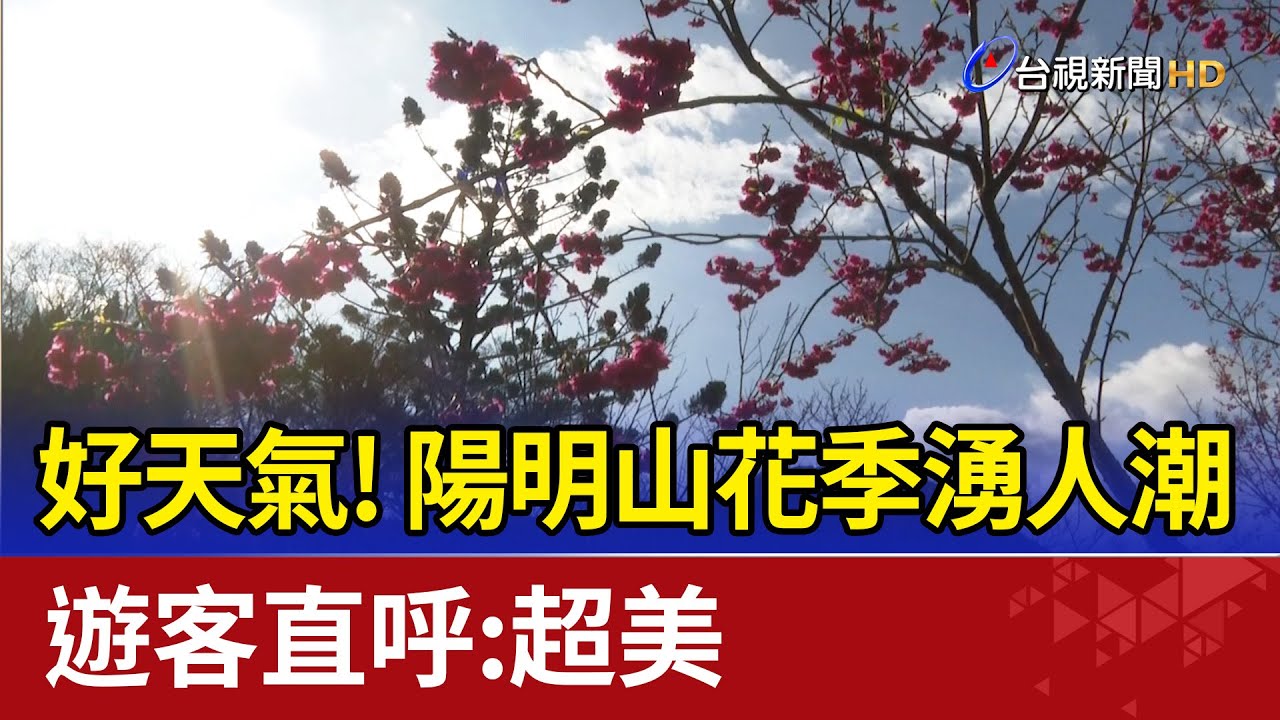 好天氣!陽明山花季湧人潮 遊客直呼:超美
