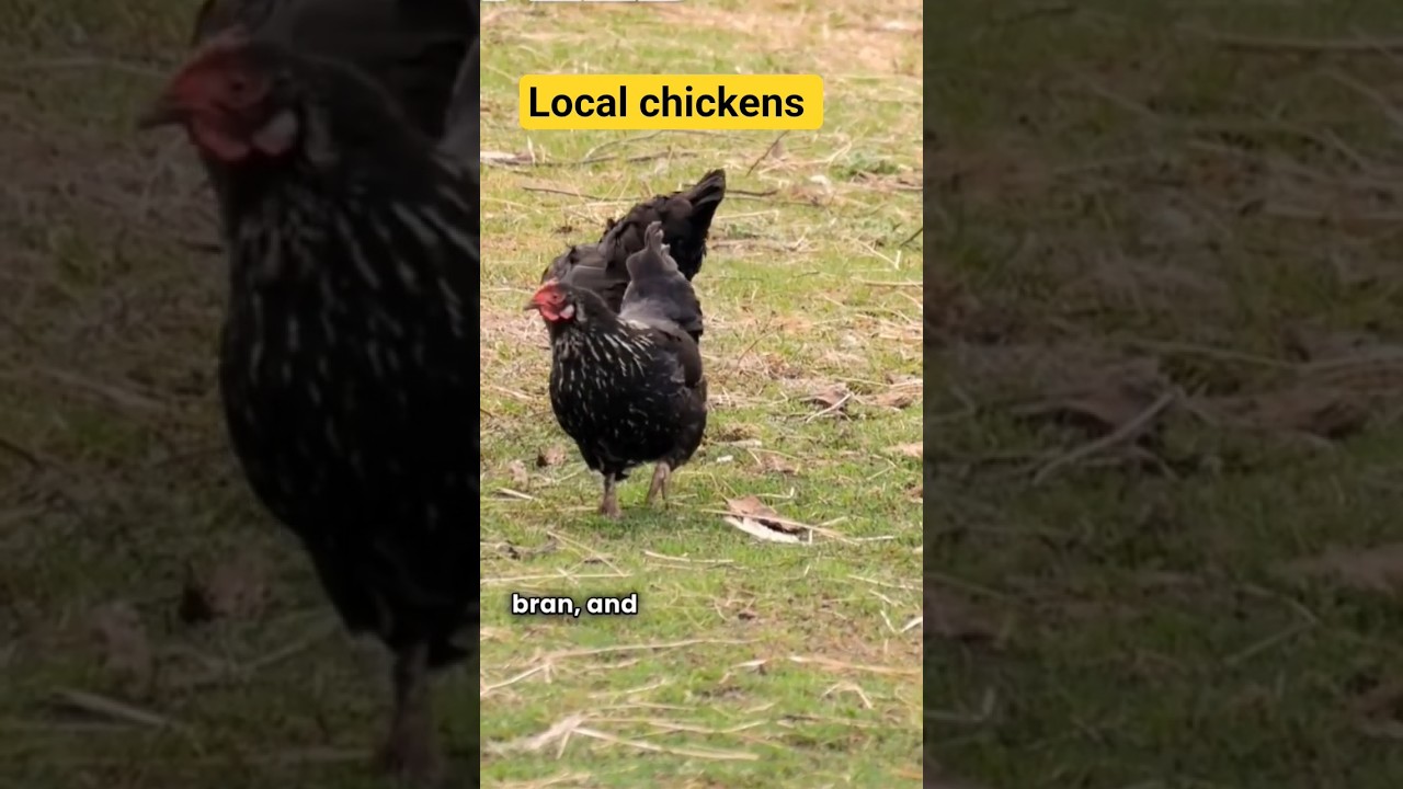 How to Start Village Chicken Farming 🐓 | Beginner&rsquo;s Guide #poultryfarming #chicken #poultrytips