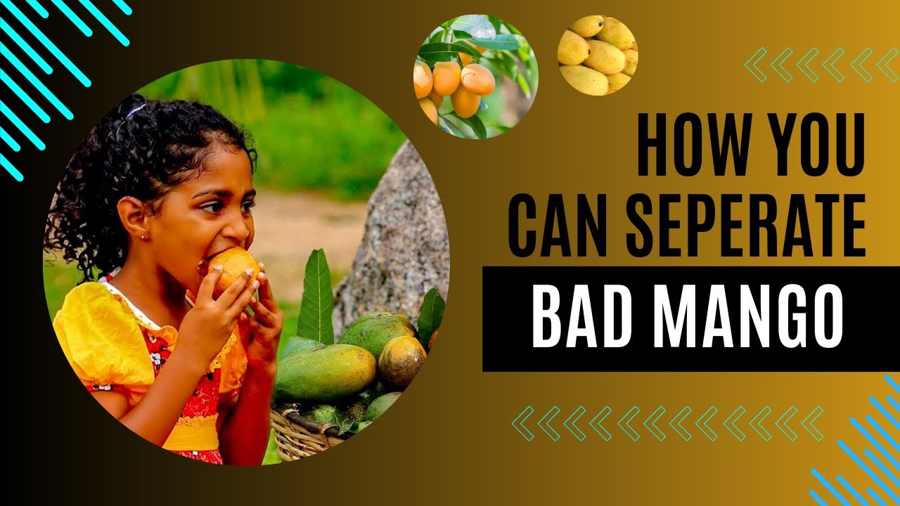 Unveiling Mango Quality Issues Across the Supply Chain