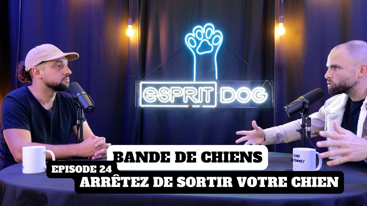 Arrêtez de sortir votre chien ! - BANDE DE CHIENS Ep24