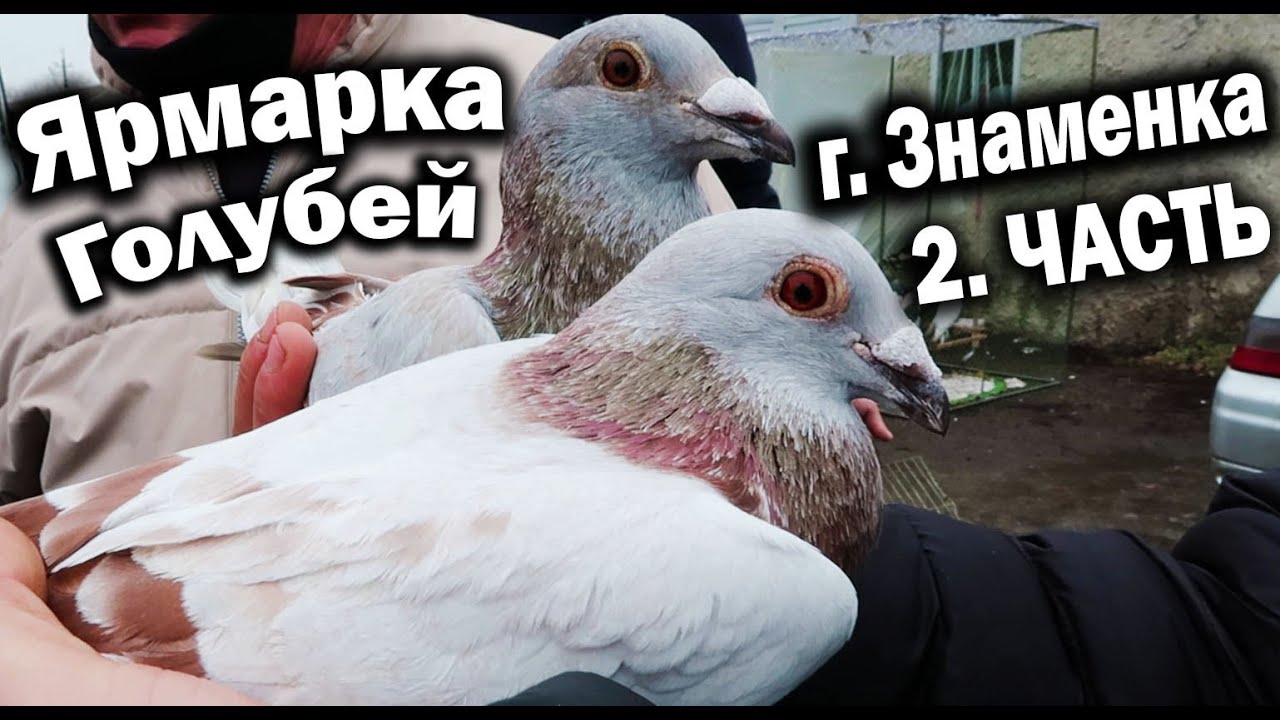 Ярмарка голубей | Часть 2 / г. Знаменка / Украина 28.02.21