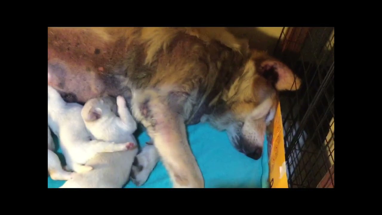 26June’24 Ninth Day of Puppies of Amos