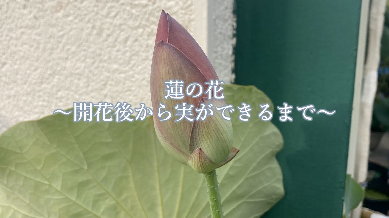 蓮の花～開花後から実ができるまで～