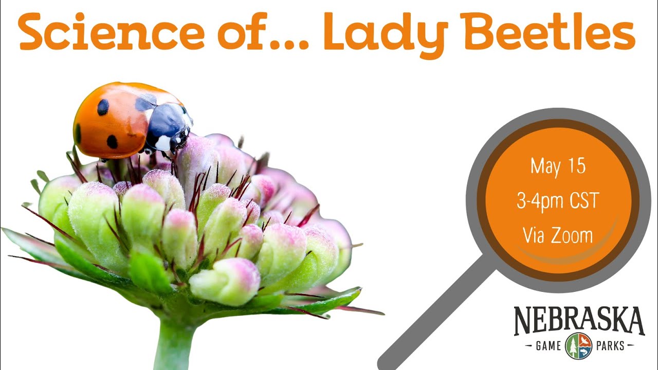 Science of...Lady Beetles