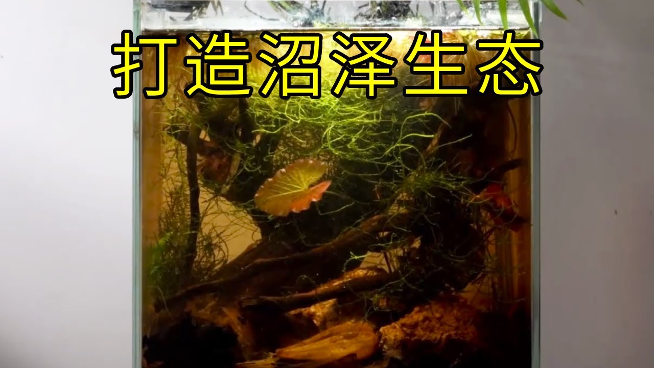打造沼泽生态缸，历经200天养一种原生斗鱼，太好玩太有趣！