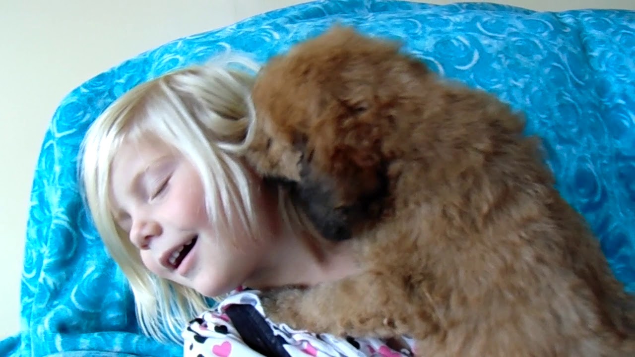 Whoodle Puppy Cutie from Celebritypups