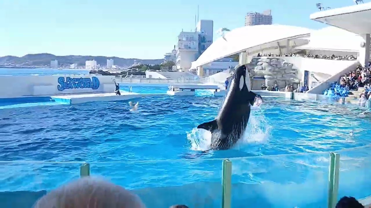 20260112家族で鴨川シーワルド　#シャチ