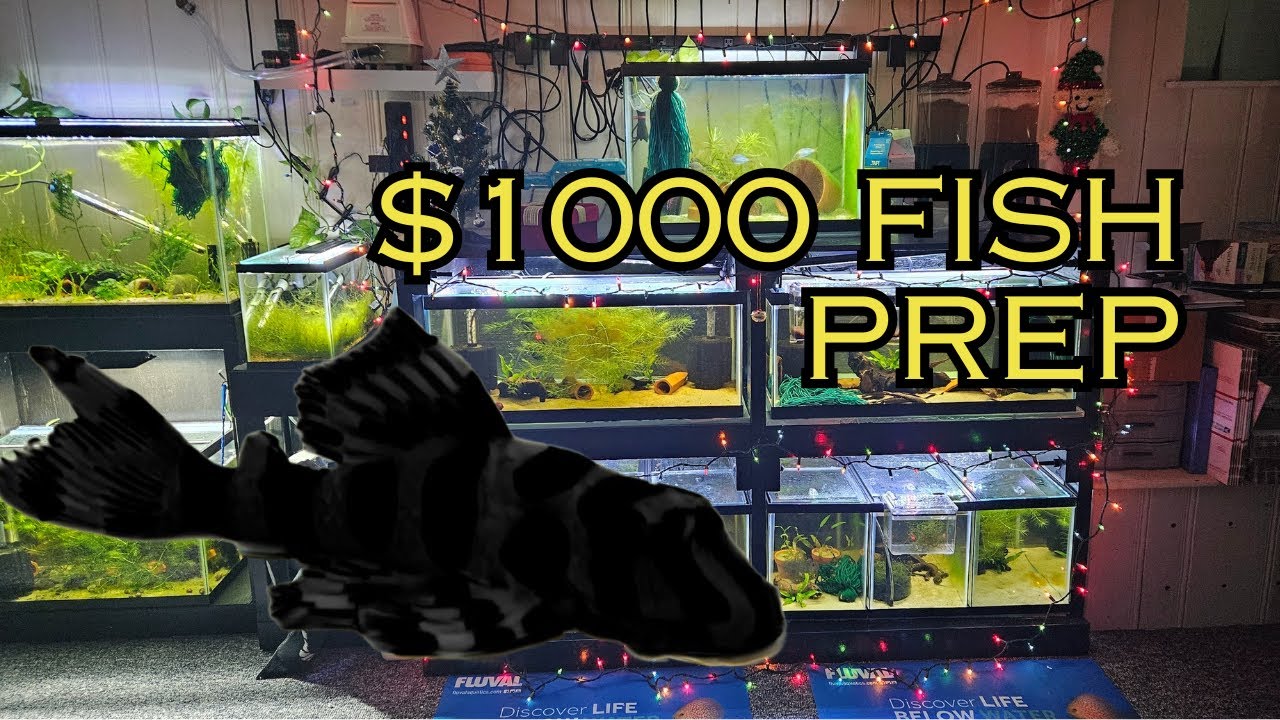 Breeding For Profit in 2025, Rare Plecos, Rainbow Fish, and More   Vlog #1