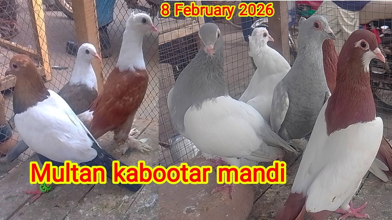 Multan kabootar mandi|multan kabutar mandi|Ch Junaid pegions| rangeen kabutar|fighter kabutar|birds|
